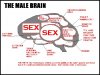 brain_male.jpg