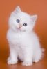 white-kitten.jpg