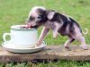 Pocket_Pet_Pigs_3.jpg