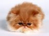 cat3.jpg cat3.jpg