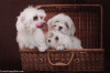 cute dog.GIF
