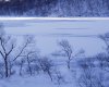 wallcoo_com_Snow_Winter_Scene_Snow_Covered_branches_MIL50030.jpg