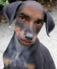 dog_man.jpg