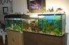 fish tank01.jpg