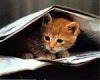 2300-8429_b~Smart-Cat-Posters.jpg