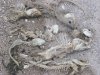 dead-fish-on-lake-winnipeg-2.jpg