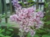DSC00068-50.JPG