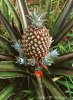 B790090-Pineapple_plant_with_fruit-SPL.jpg