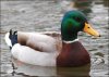 mallard.jpg