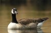 Canada-Goose-1.jpg