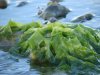 Seaweed.jpg