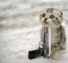 funny-cat-with-gun.jpg