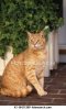 yellow-cat-sitting_~42-16421309.jpg