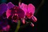 02Orchid001.jpg