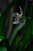 04Orchid005.jpg