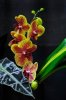 06Orchid047.jpg