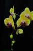 08Orchid008.jpg