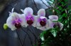 14Orchid048.jpg