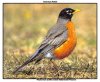 American Robin copy.jpg