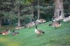 Ducks.JPG