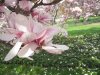 flower1.jpg