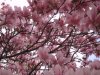 flower2.jpg