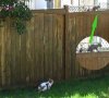 cat02.jpg