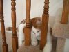 cat09.jpg