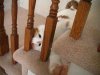 cat010.jpg