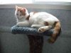 cat011.jpg