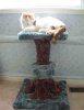 cat012.jpg