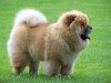 chow_chow_dog-13144.jpeg