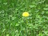 weeds.jpg