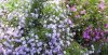 flower1.jpg