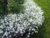 flower4.jpg