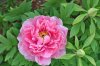 Tree peony 2 022-40per.jpg