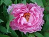 DSC01372.jpg