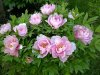 20110601-2.jpg