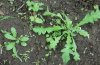 DSC00528#.jpg