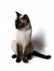 siamese-cat-breed.jpg