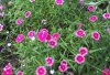 flower6.jpg