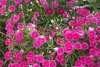 flower7.jpg