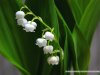 %5Bwallcoo_com%5D_Lily_Of_The_Valley_245766.jpg