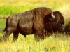 bison.jpg