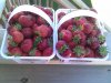 IMG_20110619_105749.jpg