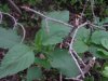 DSC00598#.jpg