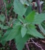 DSC00599#.jpg