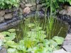 Pond 2_1.jpg Pond 2_1.jpg