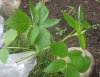 DSC00656#.jpg