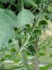 tomato1.jpg